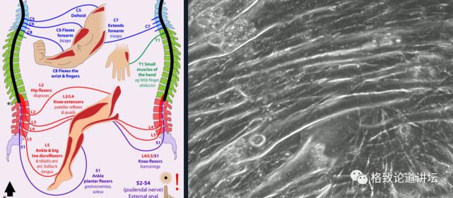 未来医疗器官可再生,再生医学给我们带来的健康