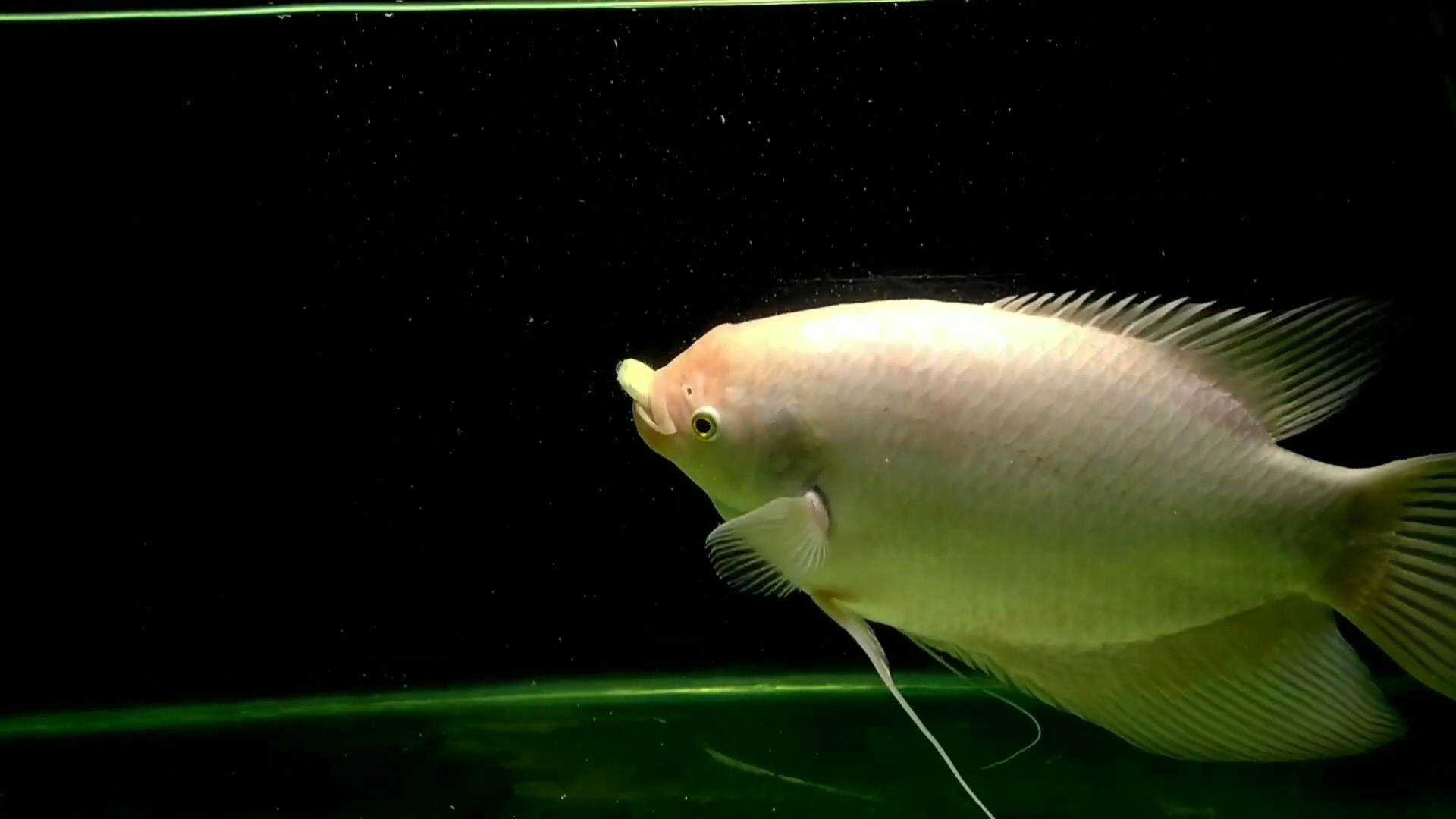 招财鱼怎么养才能长得快些,招财鱼怎么养才能更旺盛