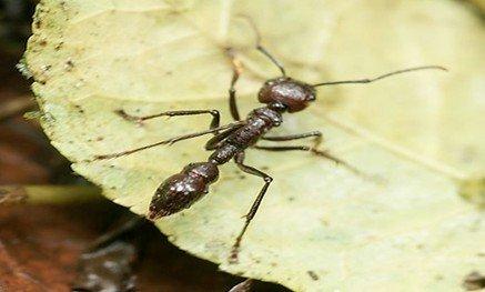 全世界最厉害的五只虫子,全世界最厉害的虫子