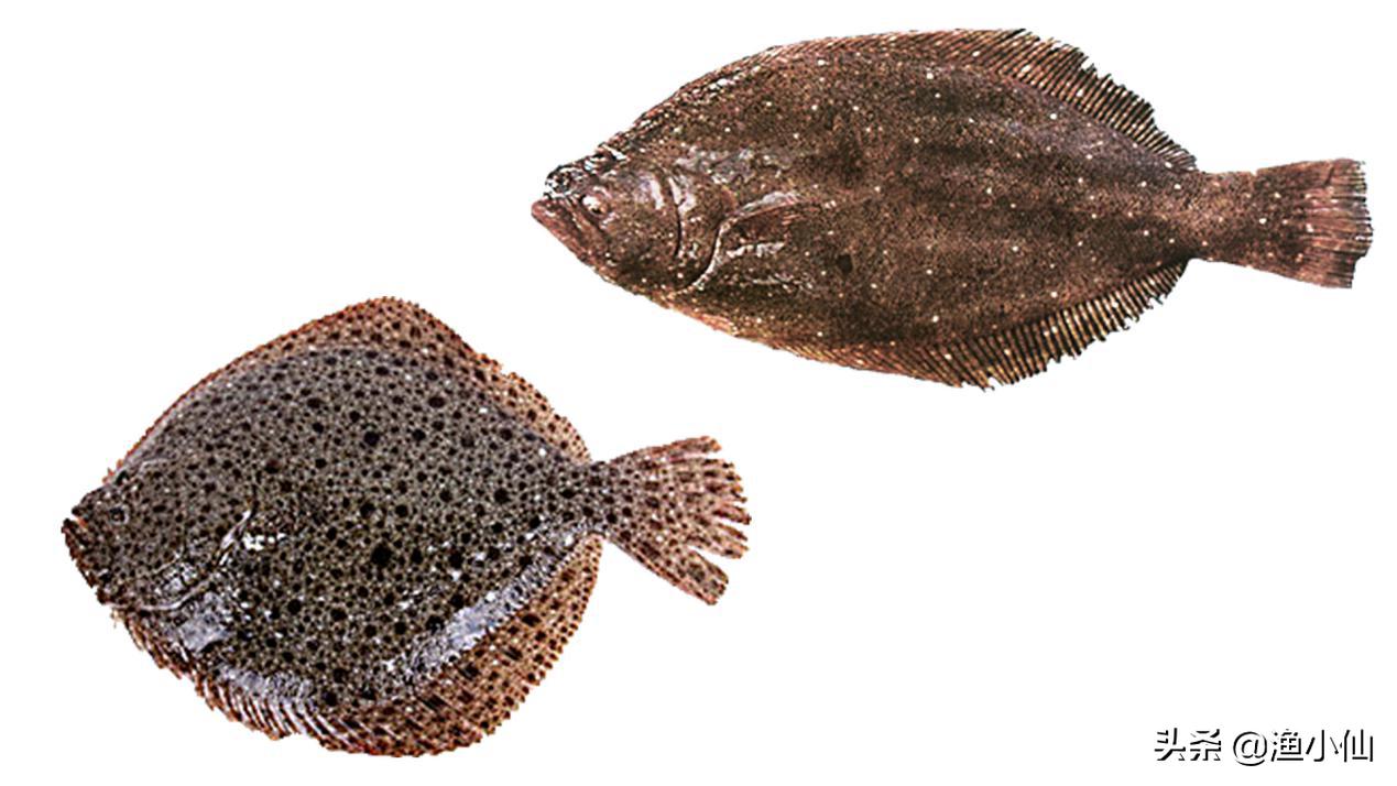 多宝鱼跟以前长的不一样,多宝鱼为啥长这个样子