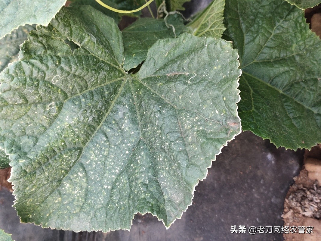 黄瓜叶子上小黄点是什么病,黄瓜叶面上有小黄点是怎么回事