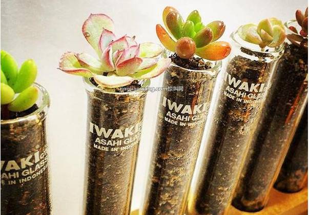 家里花瓶插花放点什么,创意养花花瓶