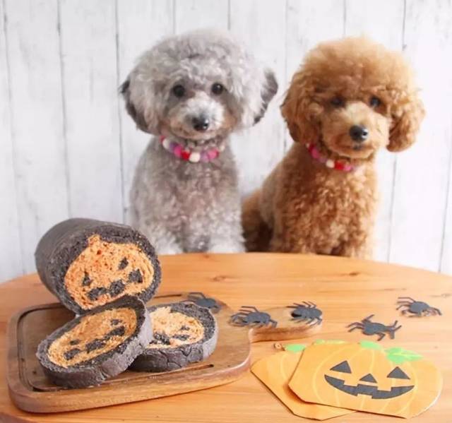 饲养小知识,养宠小知识狗狗篇之幼犬妙招