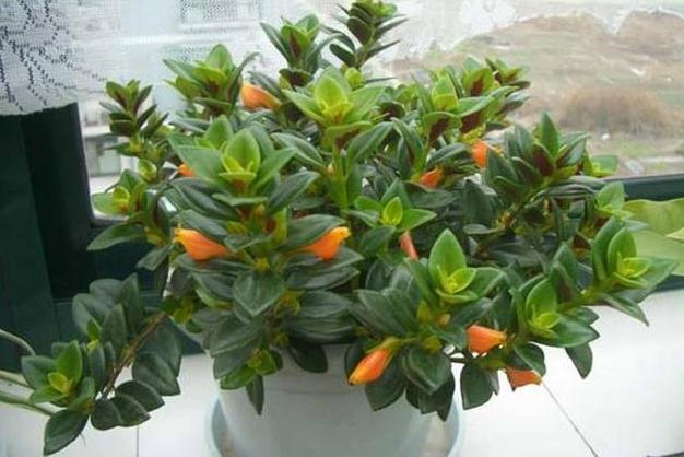 金鱼吊兰在什么季节里面才会开花,金鱼吊兰要有什么条件才能开花