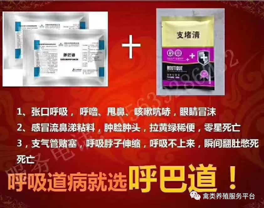 斗鸡有哪些特性与训练方法,斗鸡的特性