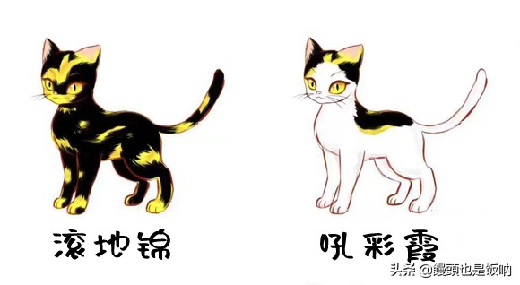 临清狮子猫饲养方法,狮子猫饲养的注意事项