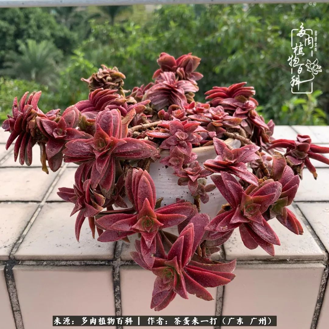 在冬日阳光下，记一个多肉小白的养肉历程