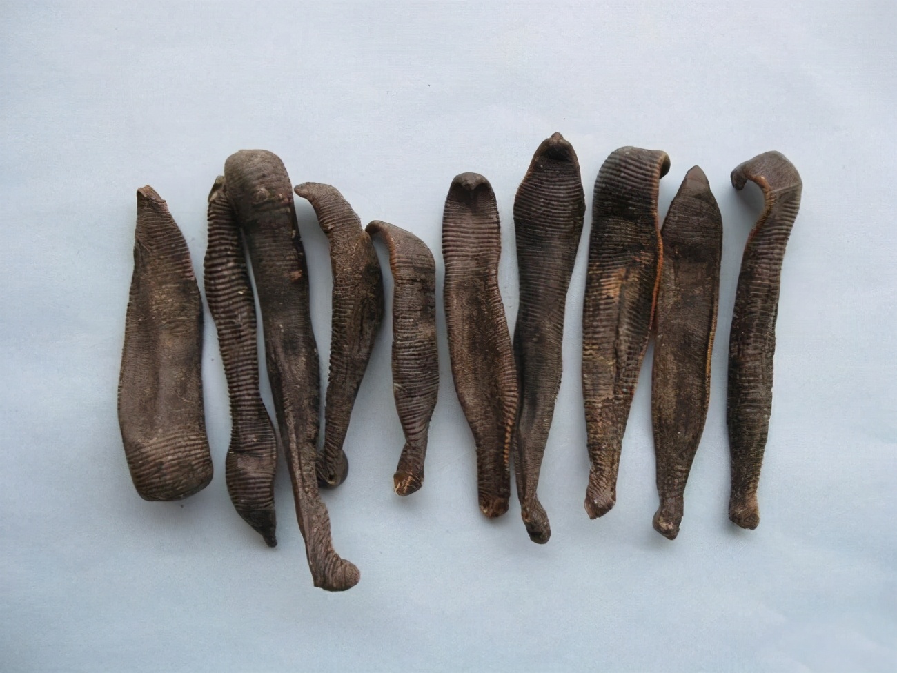 水蛭吃进肚子,水蛭被蚯蚓吞掉