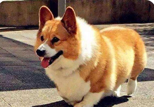 饲养柯基犬有哪些需要注意的地方,柯基犬为什么不能饲养