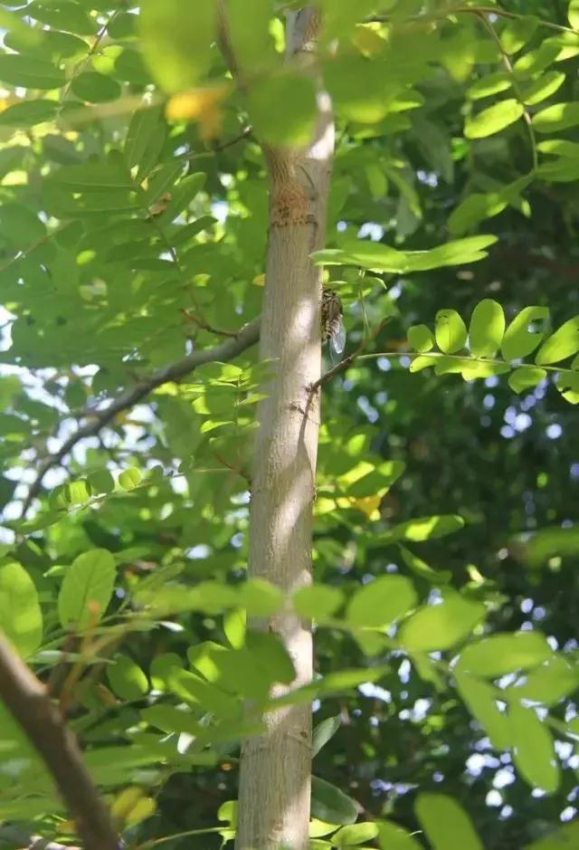 草树青翠虫鸣起，一枕清凉入梦来