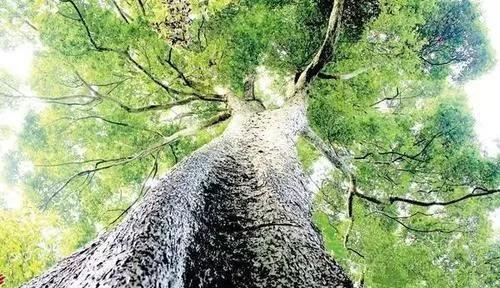 真正的民间高手把木头玩成艺术品,烂木头经过牛人打造后价值连城