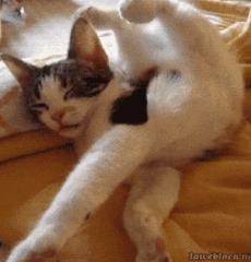 众所周知猫是液体吗,众所周知猫都是液体