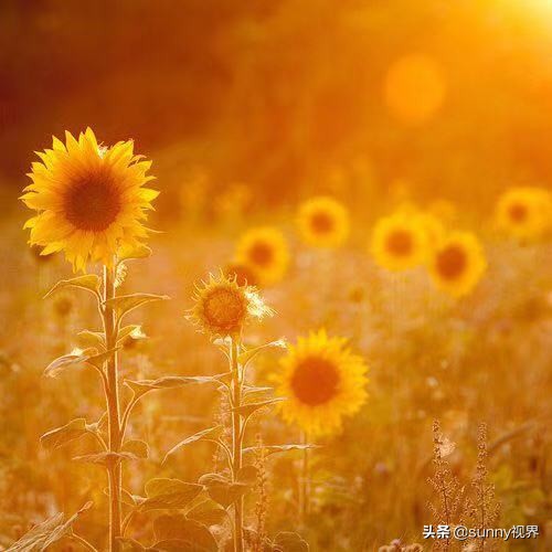 人如果一直倒霉怎么放平心态,觉得自己总是很倒霉怎么调整心态