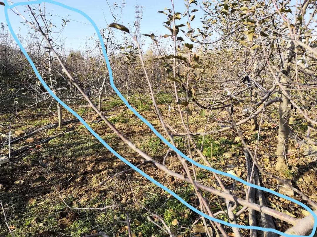 最简单易学的苹果树修剪方法,手把手教您如何进行苹果树修剪