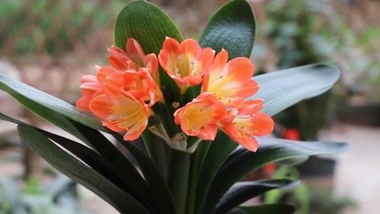 君子兰开花怎么养护和浇水方法,君子兰要开花时怎么浇水最好