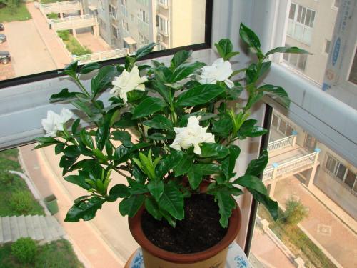 栀子花水大了叶子发黄怎么办,栀子花叶子发黄干叶家用方法