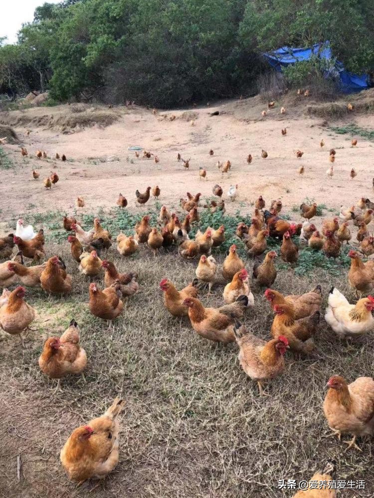 鸡脚掌肿大有硬疙瘩还流血,鸡得了滑液囊支原体症状及防治