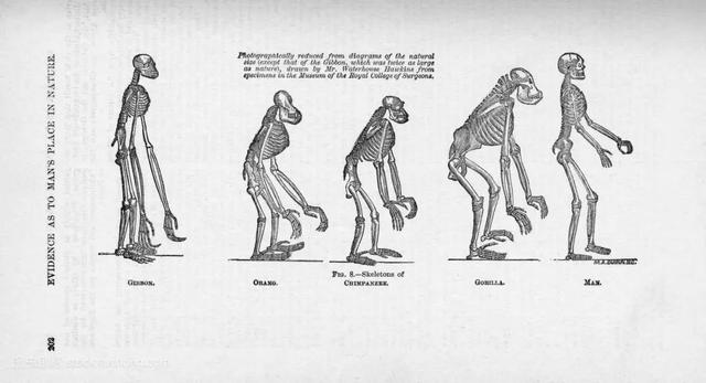 大跌眼镜！进化论的头号敌人居然是物理学和数学?