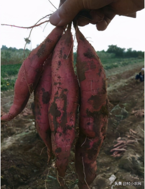 农村适合穷人的18个创业项目,想在农村创业做项目