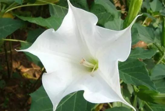 十种有毒的常见花卉植物,这几种带毒的植物家里一定不能养