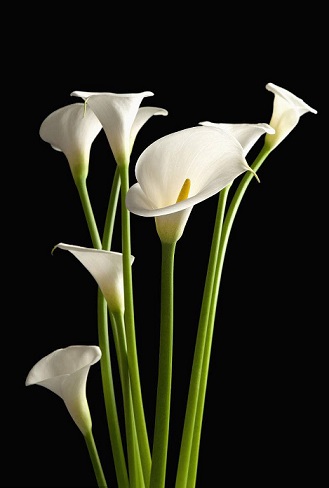 马蹄莲的花期管理要点有哪些方面,马蹄莲一年四季如何养护