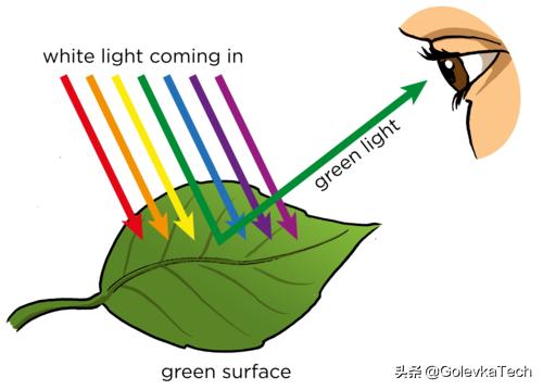 为什么植物的叶是绿色的,为什么植物是绿色不是其他颜色呢