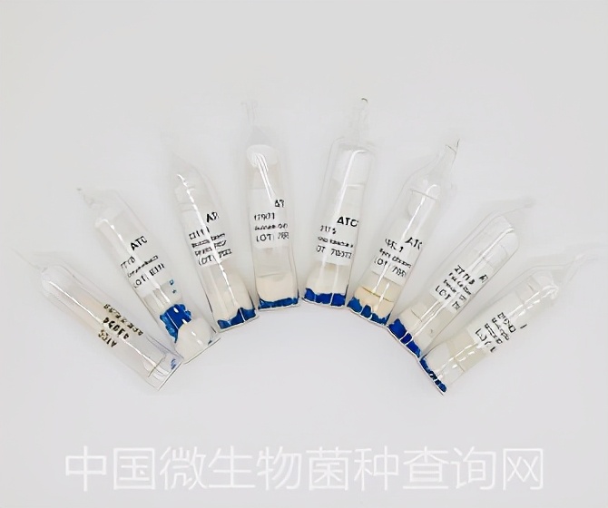 ATCC49145阴道加德纳菌百欧博伟生物