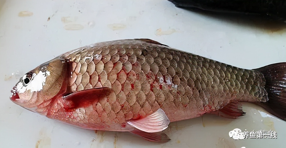 鱼身上有红斑用什么药治理,鱼身上有红斑怎么解决