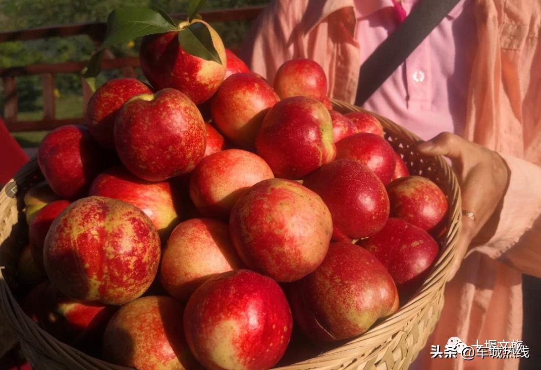 桃子采摘园十堰,十堰摘桃好去处