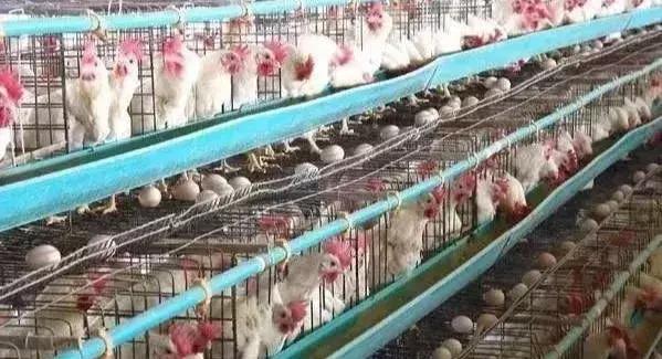 蛋鸡输卵管出现干酪物怎么回事,蛋鸡得流感好以后畸形蛋怎么办