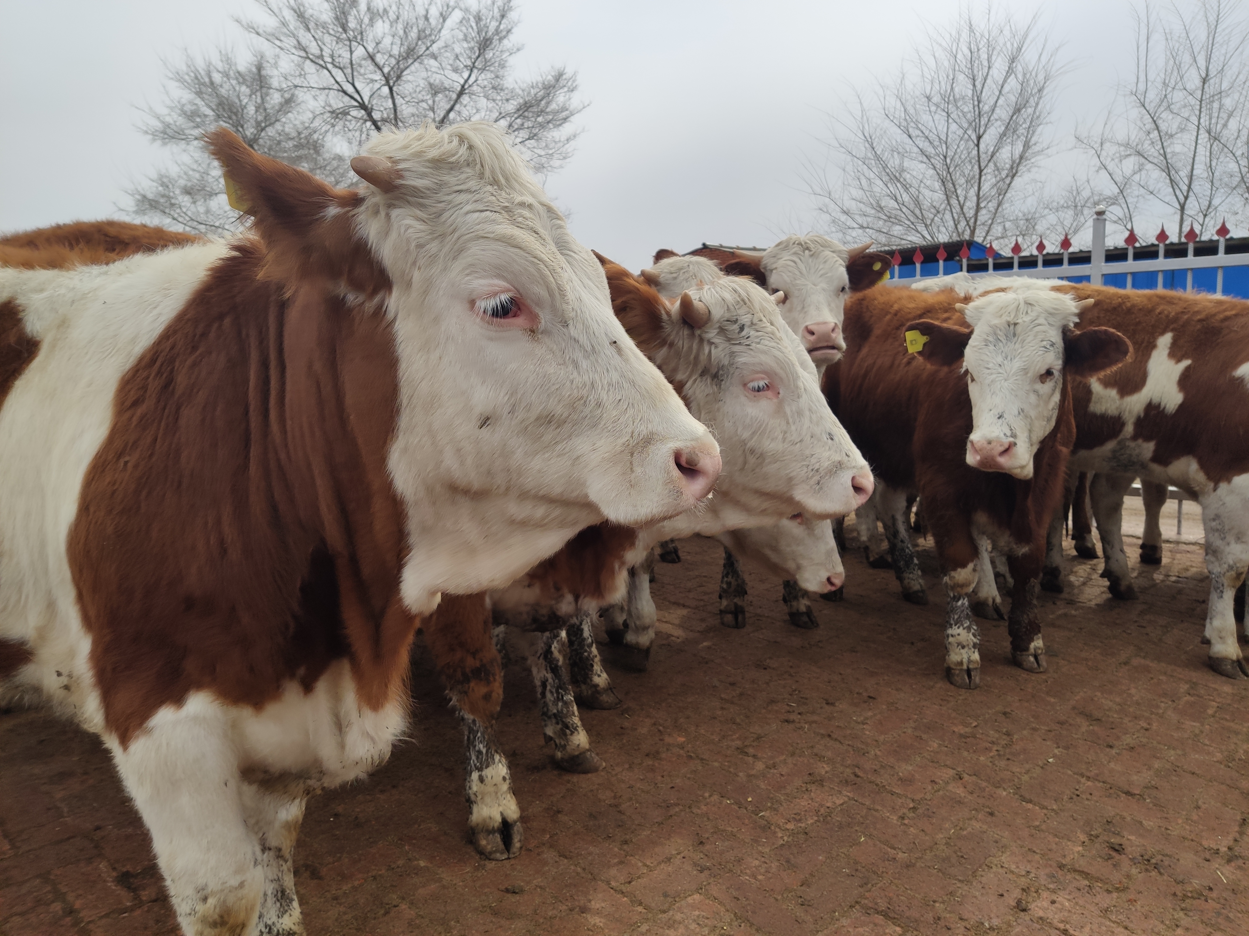 养母牛赚钱要靠什么,散养牛一般能赚多少钱呢视频