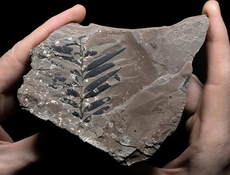 第六次大灭绝的幸存者,恐龙大灭绝幸存者有哪些