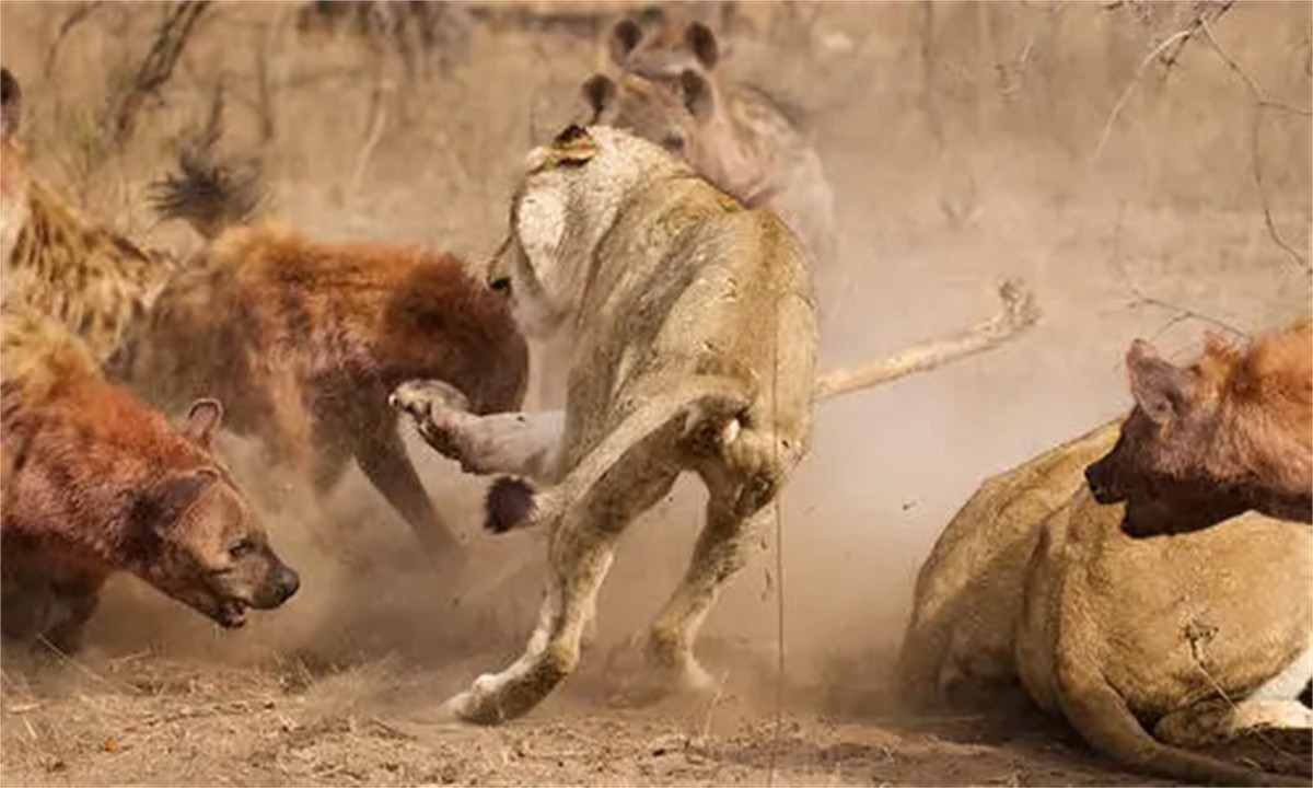 鬣狗连狮子都不怕为何却怕非洲人,鬣狗和狮子的惨烈斗争