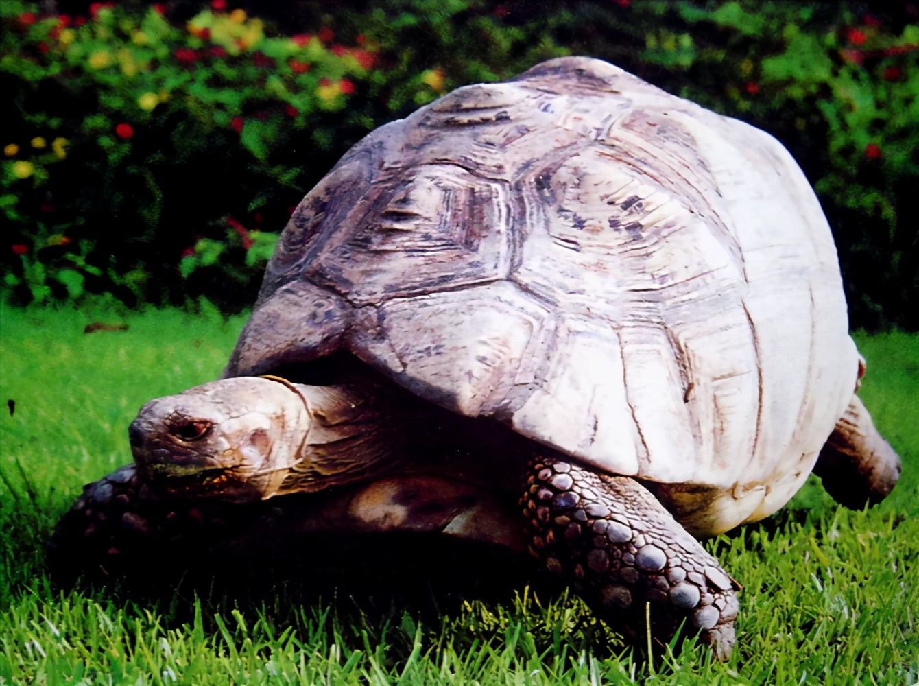 龟类大百科,大眼睛龟类