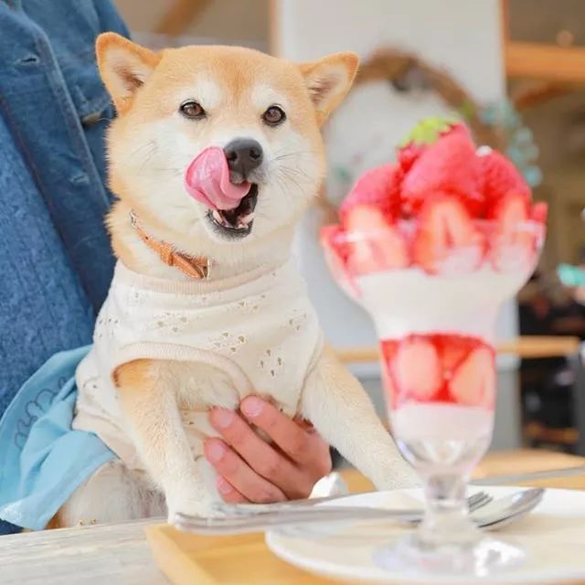 比人还会拍照的狗，简直萌炸朋友圈了