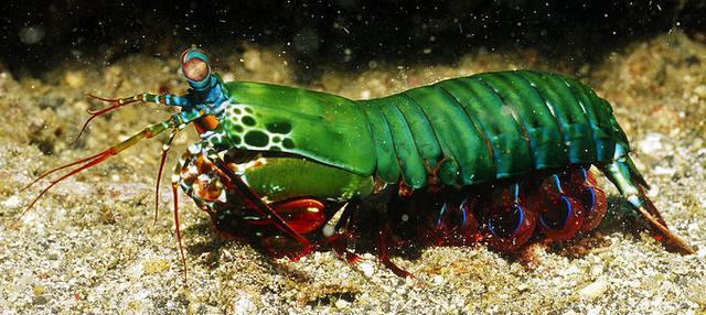 罗氏虾怎么辨别有没有膏,罗氏虾虾苗怎么分辨真假