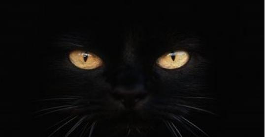 澳大利亚鼠灾现场视频,澳大利亚鼠灾真实事件