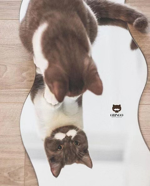 盘点那些姿势优雅的猫,肉感十足的猫是什么猫