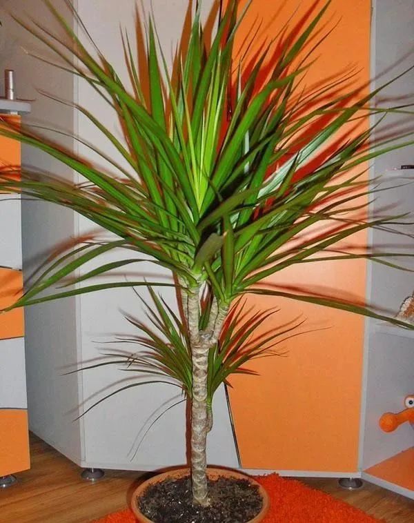 盆栽客厅千年木,养不死的客厅大绿植千年木