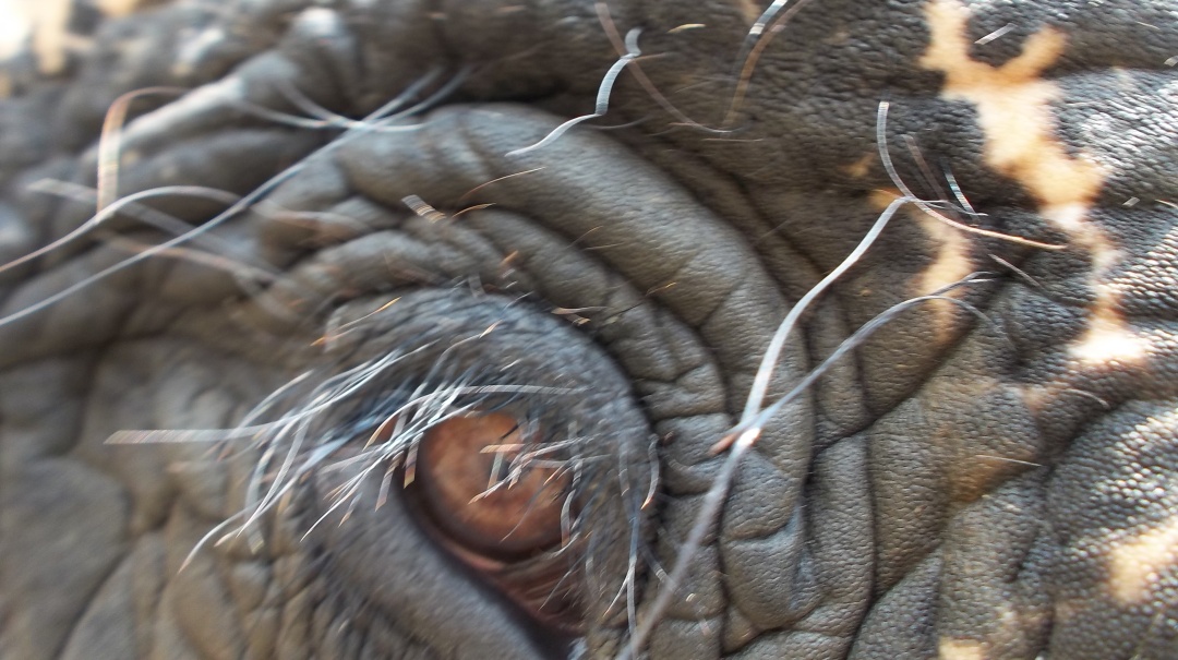 大象足球大赛,大象足球赛