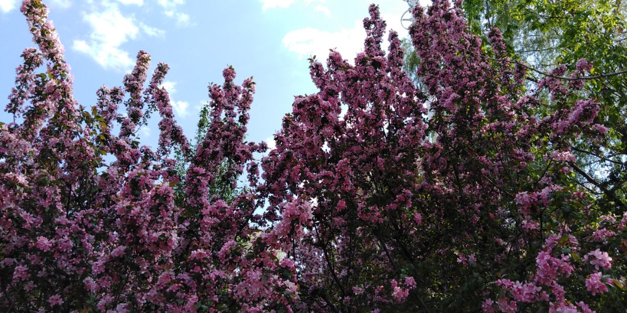 沈阳长白岛森林公园一日游攻略,长白岛森林公园五一