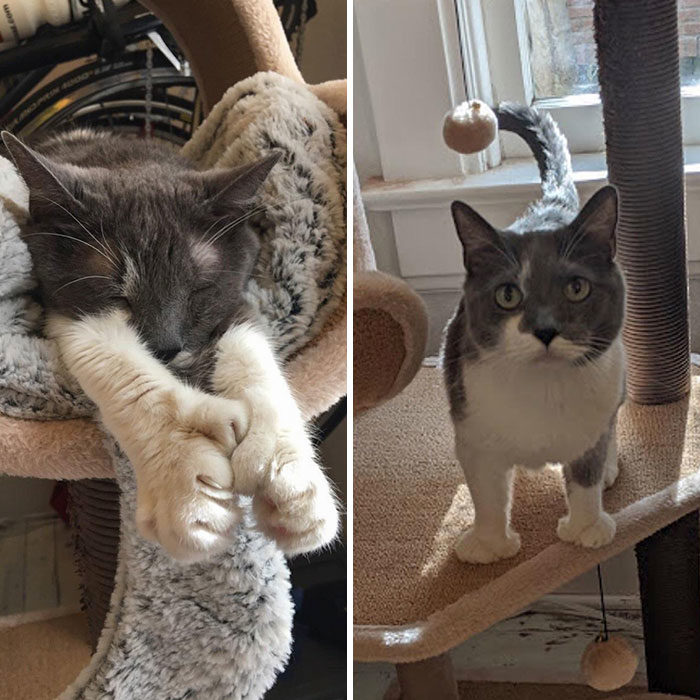 四只耳朵的猫有多稀有,四只耳朵的猫科动物