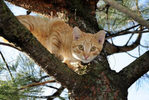 寻猫剪刀大法怎么使用,猫丢了怎么快速找回寻猫机构