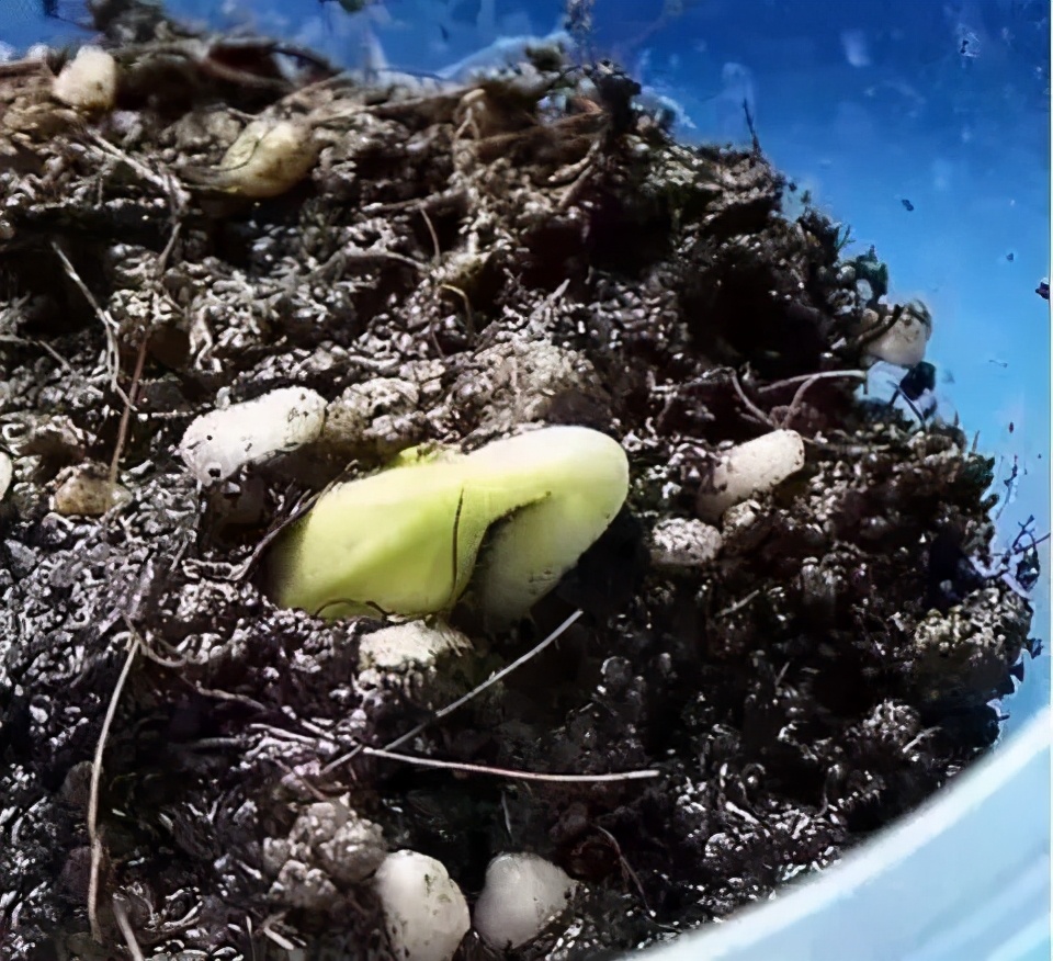 手捻葫芦如何把玩迅速变红,手捻葫芦盘玩的最高境界