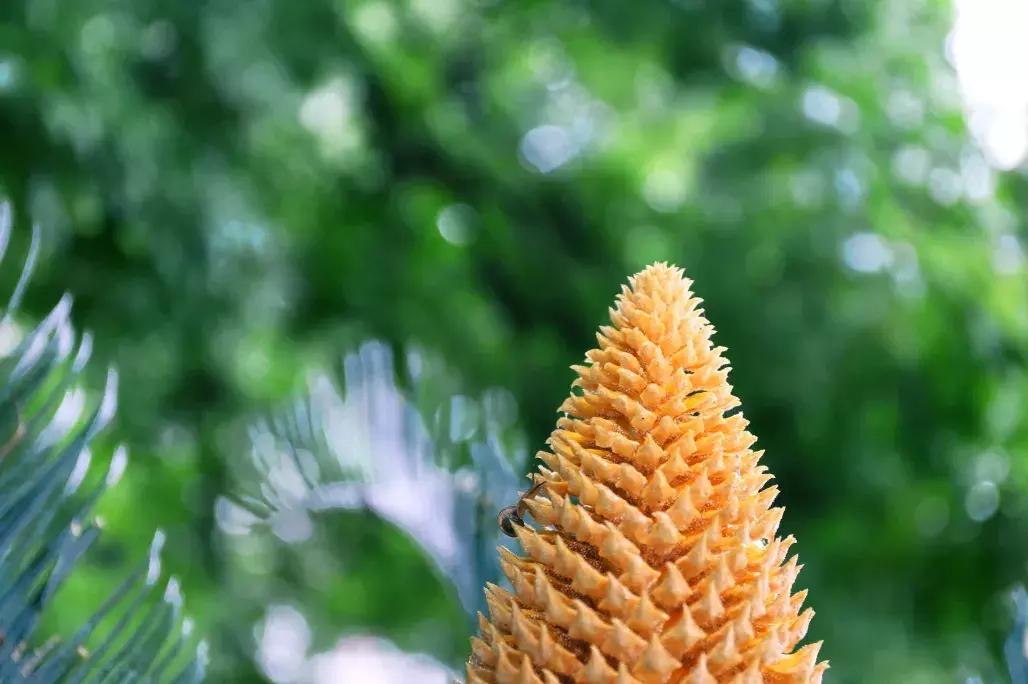 江西省南康中学校歌歌词,大余南安中学校歌