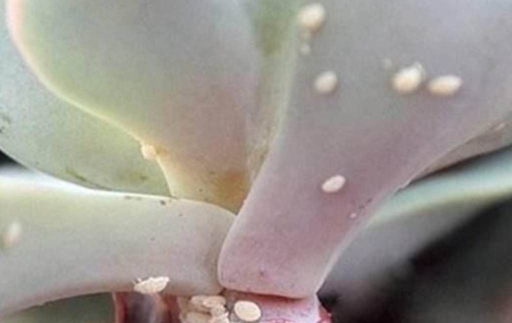 花卉蚧壳虫的特效药图片,花卉植物有蚜虫蚧壳虫用什么药