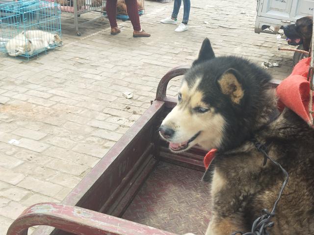 开封杨丰宠物市场最新价格信息,开封杨丰宠物市场现在开着吗