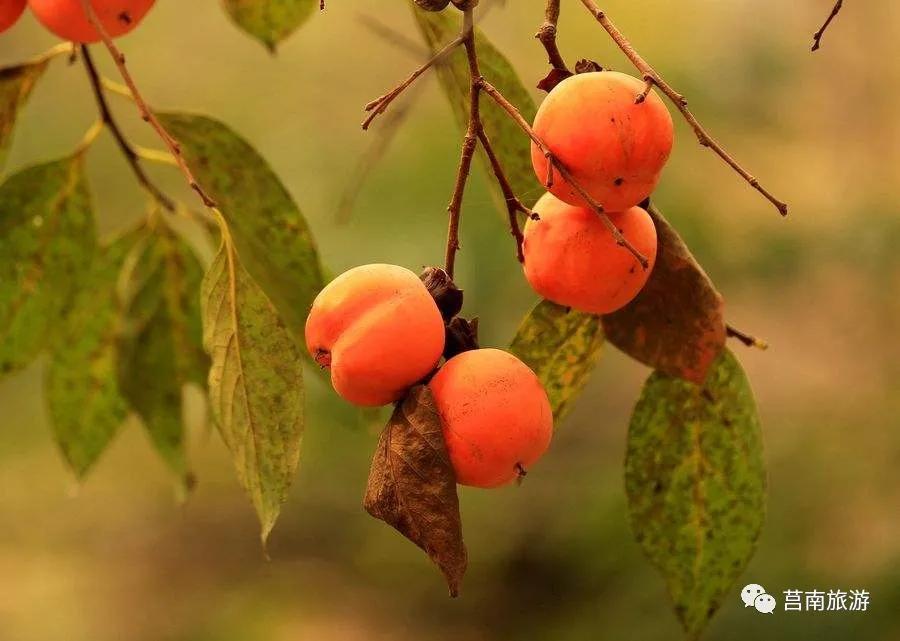 莒南自驾游免费景点大全图片,莒南春季游玩好去处推荐