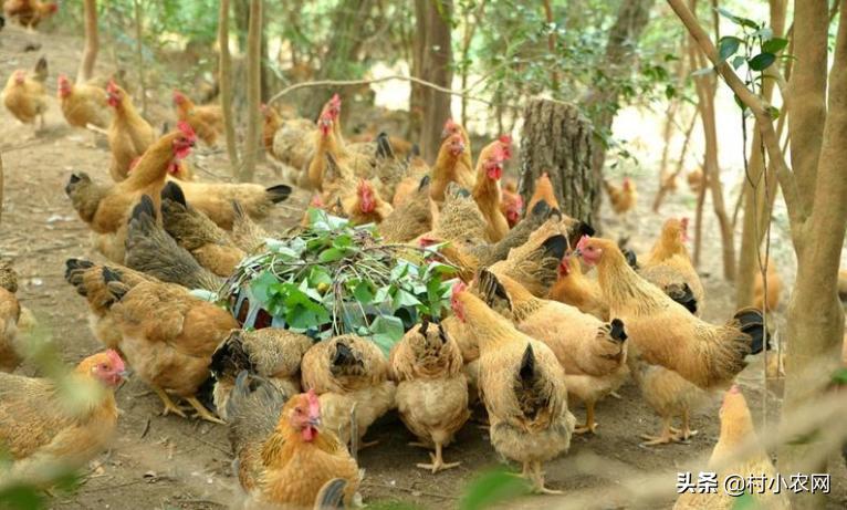 适合农村创业养殖项目有哪些,在农村创业养殖项目怎么做