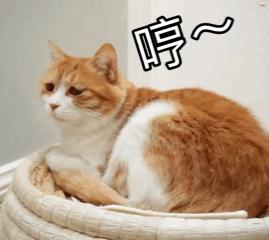 喵主子耳朵有多灵？千万别说猫咪的坏话，它都听见了